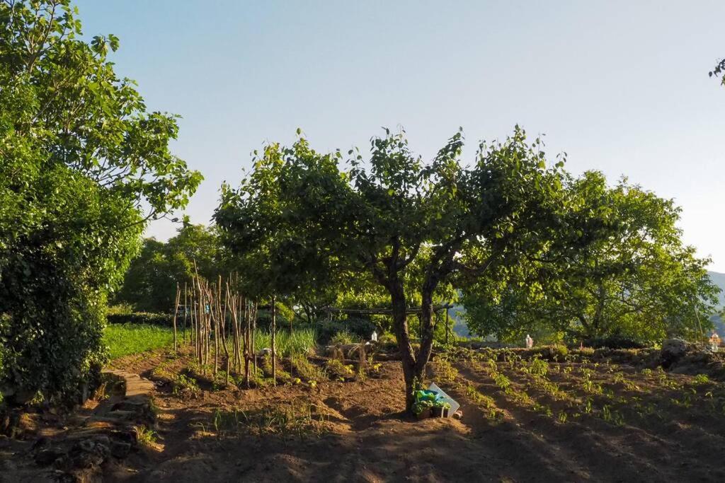 El Bosque De Los Romanos Leilighet Puerto de Béjar Eksteriør bilde